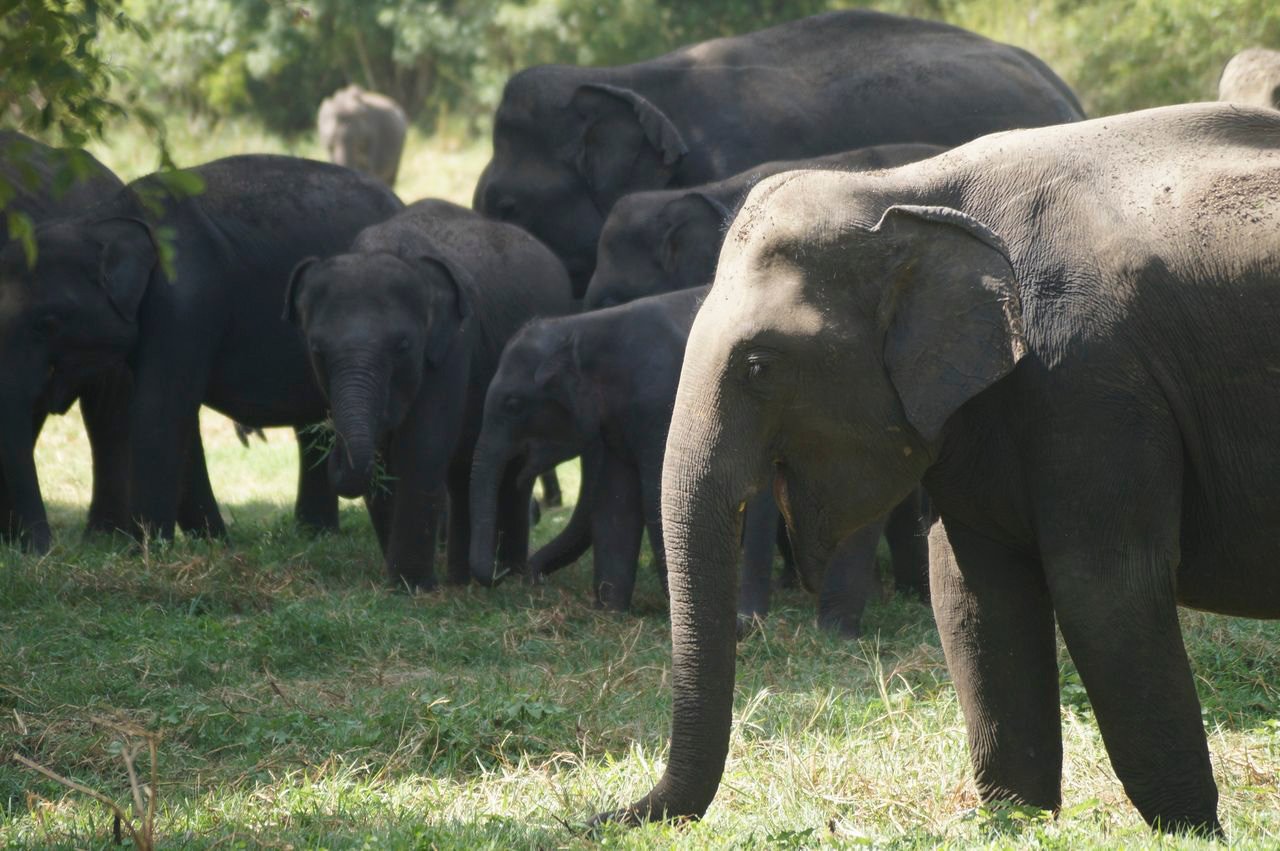 Hutsadin Elephant Foundation in Hua Hin Thailand